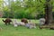 Alpacas family with small baby pastures on green grass by the la