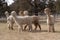 Alpacas on a Farm