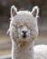 Alpacas on a Farm