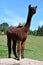 Alpacas on a Farm