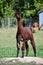 Alpacas on a Farm