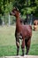 Alpacas on a Farm