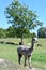 Alpacas on a Farm