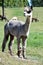 Alpacas on a Farm