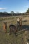 Alpacas farm in Australia