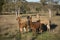 Alpacas farm in Australia