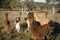 Alpacas farm in Australia