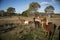 Alpacas farm in Australia