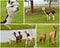 Alpacas farm collage