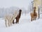 Alpacas in a farm of Europe. Winter time