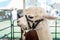 Alpacas at Farm Fair