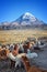 Alpacas farm, Sajama volcano in the background, Bolivia