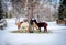 Alpacas feeding