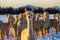 Alpacas in a field in the winter at sunset near Bend Oregon in Central Oregon