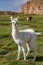 Alpacas grazing in Altiplano