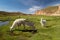 Alpacas grazing in Altiplano