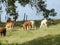 Alpacas grazing in a field