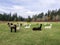 Alpacas grazing in a field on San Juan Island