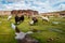 Alpacas grazing in the grass