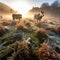 Alpacas Grazing in the High Mountains