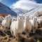Alpacas herd in the snowcaped mountains