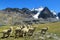 Alpacas herd in the snowcaped mountains