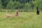 Alpacas lama outdoor pasture green field agriculture wool livestock farming