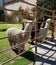 Alpacas and lamas in a farm in Peru