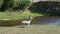 alpacas and llamas graze on the farm