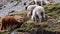 Alpacas and llamas grazing in andes mountains