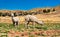 Alpacas near Lake Titicaca in Peru