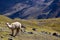 Alpacas near the Vilcanota Mountain Range in Peru