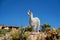 Alpacas neer Salar de Uyuni, Bolivia