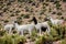 Alpacas neer Salar de Uyuni, Bolivia