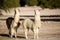 Alpacas in a oasis in the Atacama desert, Tambillo, Los Flamencos National Reserve, Atacama desert, Chile