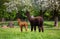 Alpacas with offspring