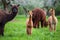 Alpacas with offspring