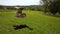 Alpacas resting on field in hilly area