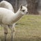 Alpacas at Sacsayhuaman, Incas ruins in the peruvian Andes at Cu