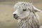 Alpacas at Sacsayhuaman, Incas ruins in the peruvian Andes at Cu