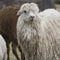 Alpacas at Sacsayhuaman, Incas ruins in the peruvian Andes at Cu