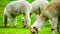 Alpacas and sheep eating grass