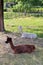 Alpacas in the small animal park at HÃ¶gbo bruk