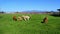 Alpacas at south fork farms of Mount Vernon