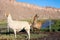 Alpacas at the Taira community in the Atacama Desert