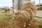 Alpacas at the Textile Village of Chinchero, Urubamba, Cusco region, Peru