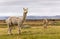 Alpacas, Vicugna pacos, in the beautiful landscape of Lista, Norway.