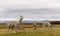 Alpacas, Vicugna pacos, in the beautiful landscape of Lista, Norway.