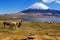 Alpacas Vicugna pacos graze at the Chungara lake shore at 3200 meters above sea level in Lauca National park near Putre, Chile.