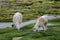 Alpacas Vicugna pacos grazing in a meadow.